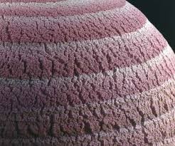 לימודי אמנות