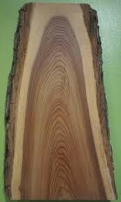 בּוּקִיצָה, אולמוס, Elm